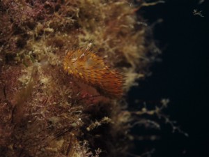 沖縄　ダイビング