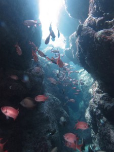 沖縄　ダイビング