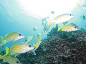 沖縄　ダイビング