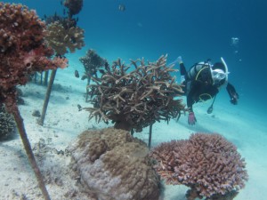 沖縄　ダイビング