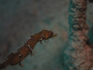 沖縄　ダイビング　タツノハトコ