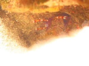 沖縄　ダイビング　バイオレットボクサーシュリンプ