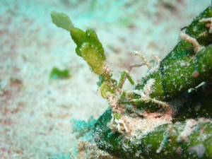沖縄　ダイビング　コノハガニ