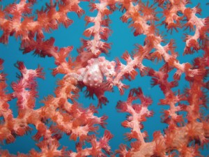 沖縄　ダイビング　ピグミーシーホース