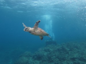 沖縄　体験ダイビング　ウミガメ　慶良間