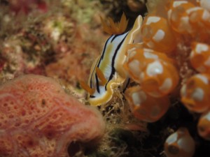 沖縄　ダイビング