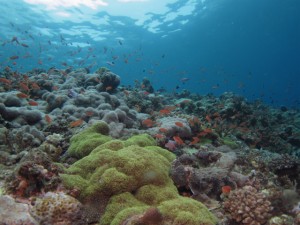 沖縄　ダイビング　渡名喜