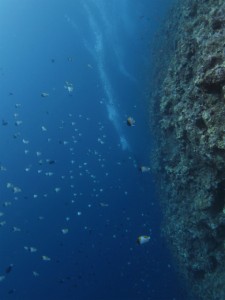沖縄　ダイビング　渡名喜