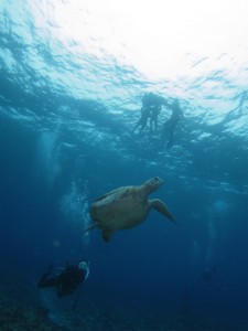 沖縄　体験ダイビング