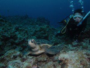 沖縄　体験ダイビング