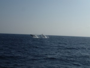 沖縄　ダイビング　ザトウクジラ