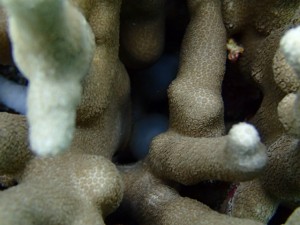 沖縄　ダイビング　体験ダイビング