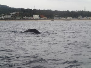 沖縄　ダイビング　万座　FUNダイビング