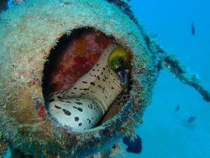 沖縄　ダイビング　万座　FUNダイビング