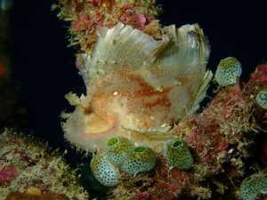 沖縄　ダイビング　万座　FUNダイビング