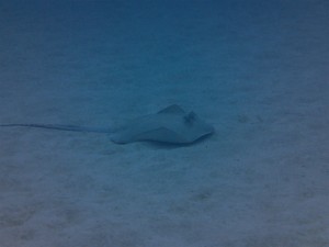 沖縄　ダイビング　万座　FUNダイビング