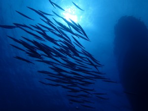 沖縄　ダイビング　慶良間　FUN　体験