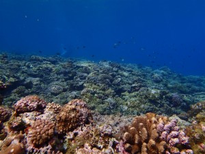 沖縄　ダイビング　慶良間　保全活動