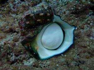 沖縄　ダイビング　慶良間　保全活動