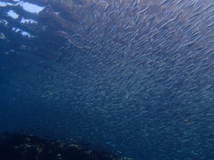 沖縄　ダイビング　慶良間　保全活動