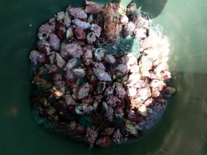 沖縄　ダイビング　慶良間　保全活動