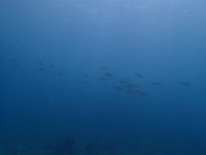 沖縄　ダイビング　砂辺　FUN