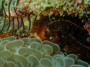 沖縄　ダイビング　砂辺　FUN