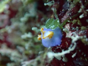 沖縄　ダイビング　ムラサキウミコチョウ