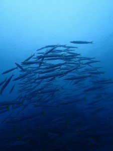 沖縄　ダイビング　ライセンス講習　OWD　砂辺