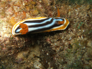 沖縄　ダイビング　シライトウミウシ