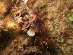 沖縄　ダイビング　コナユキツマベガイ