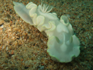 沖縄　ダイビング　シロタエイロウミウシ