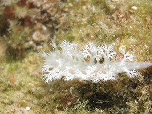 沖縄　ダイビング