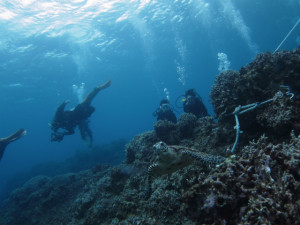 沖縄　体験ダイビング　ウミガメ