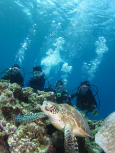 沖縄　ダイビング