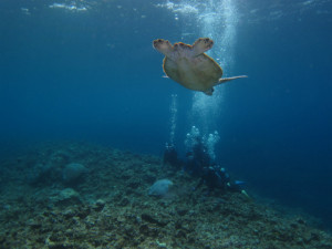 沖縄　ダイビング