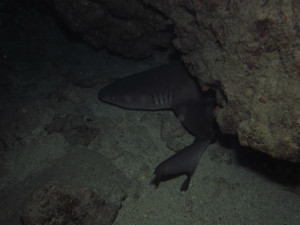 沖縄　ダイビング　サメ　