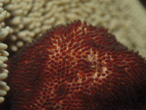 沖縄　だいびんぐ　トウアカクマノミの卵