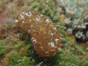 沖縄　ダイビング　トゲトゲウミウシ