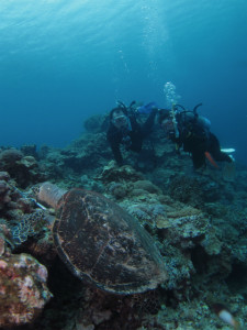 沖縄　ダイビング　慶良間　FUN　スペシャリティー