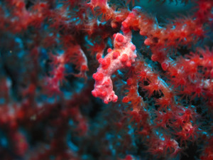 沖縄　ダイビング　ピグミーシーホース