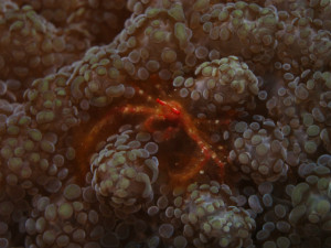 沖縄 体験ダイビング ミナミクモガニ