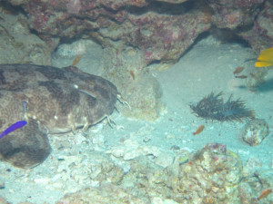 沖縄　ダイビング　万座　オオセ