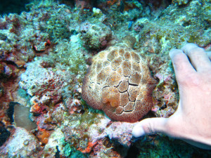 沖縄　ダイビング　巨大ウミウシ