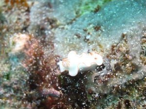 沖縄　ダイビング　シノビイロウミウシ