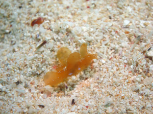 沖縄　ダイビング　ウミトンボ