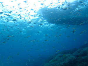 沖縄　ダイビング　万座