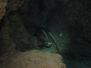 沖縄　ダイビング　万座