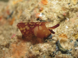 沖縄　ダイビング　チギレフシエラガイ