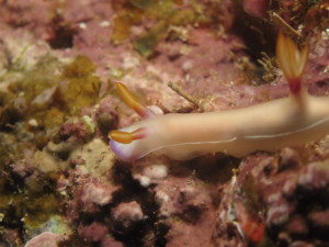 沖縄　ダイビング　ゾウゲイロウミウシ